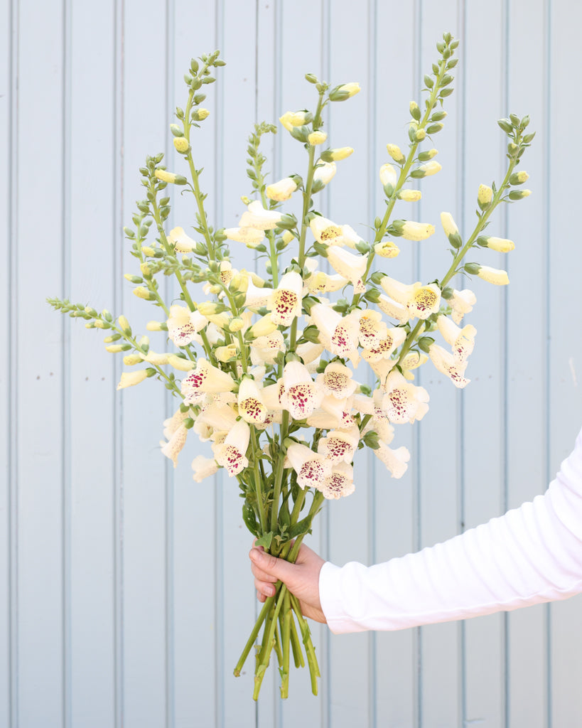 Mehrere Blütenrispen des Fingerhuts (Digitalis purpurea ‘Camelot Cream’) blühend in zartem Cremeweiß als Strauß gehalten..