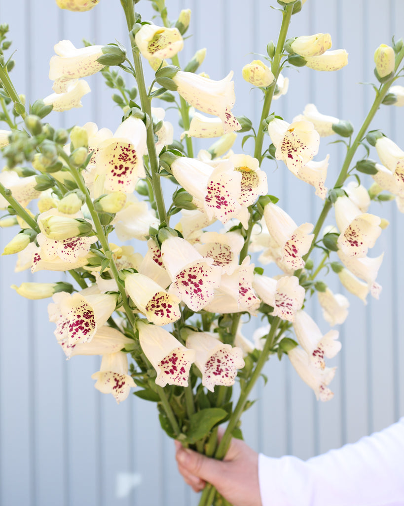 Mehrere Blütenrispen des Fingerhuts (Digitalis purpurea ‘Camelot Cream’) blühend in zartem Cremeweiß als Strauß gehalten.