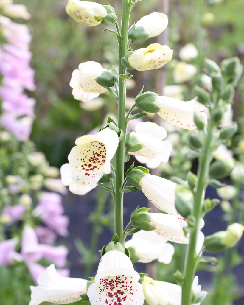 Nahaufnahme einer Blüterispe des Fingerhuts (Digitalis purpurea ‘Camelot Cream’) in zartem Cremeweiß mit charakteristischer Glockenform.