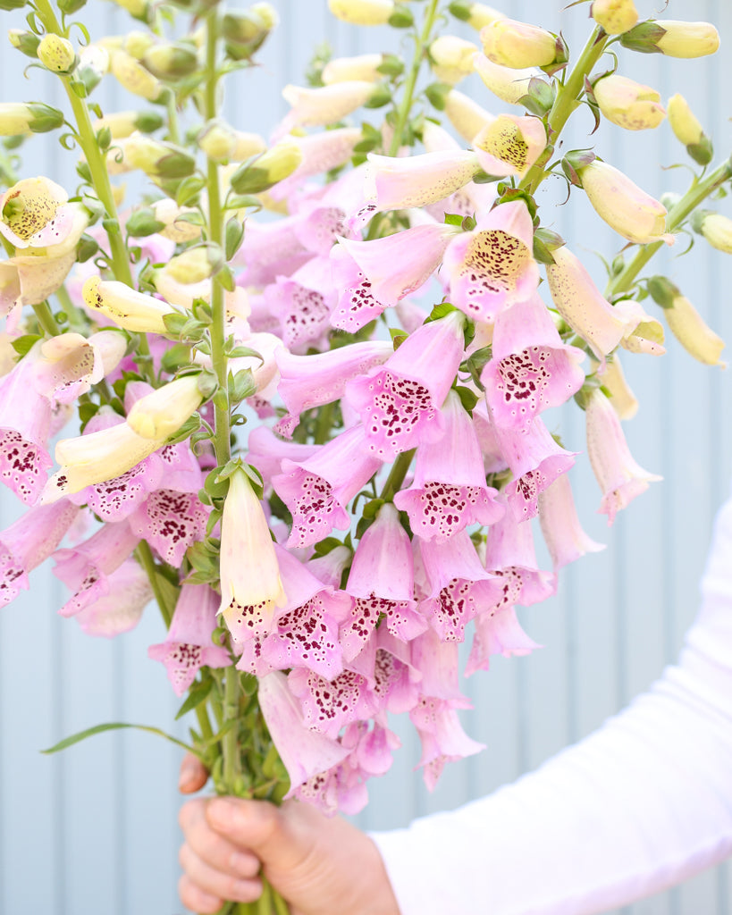 Mehrere Blütenrispen des Fingerhuts (Digitalis purpurea ‘Camelot Lavender’) blühend in zartem Lavendel als Strauß gehalten.