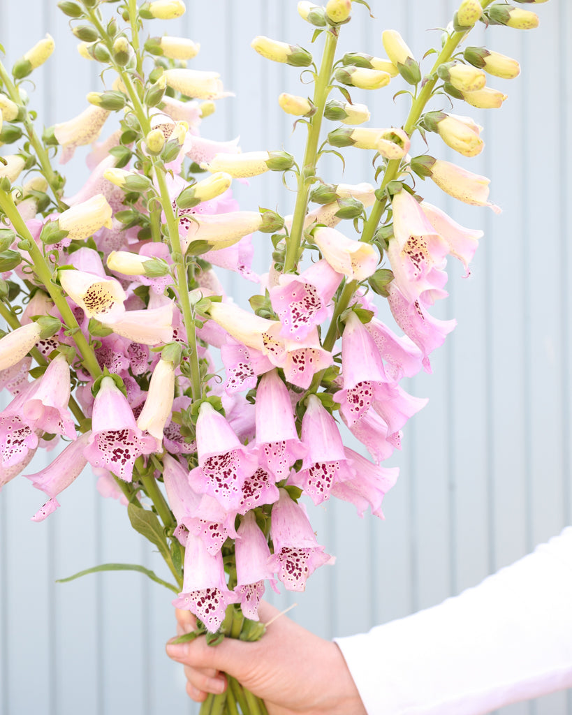Mehrere Blütenrispen des Fingerhuts (Digitalis purpurea ‘Camelot Lavender’) blühend in zartem Lavendel als Strauß gehalten.