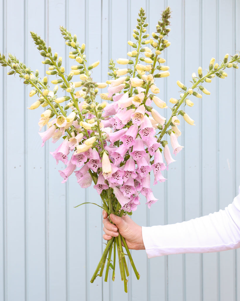 Mehrere Blütenrispen des Fingerhuts (Digitalis purpurea ‘Camelot Lavender’) blühend in zartem Lavendel als Strauß gehalten.