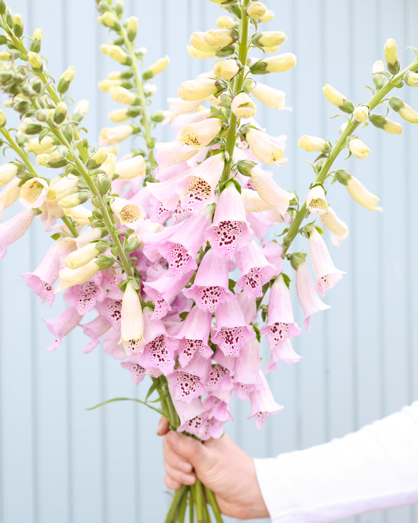Mehrere Blütenrispen des Fingerhuts (Digitalis purpurea ‘Camelot Lavender’) blühend in zartem Lavendel als Strauß gehalten.