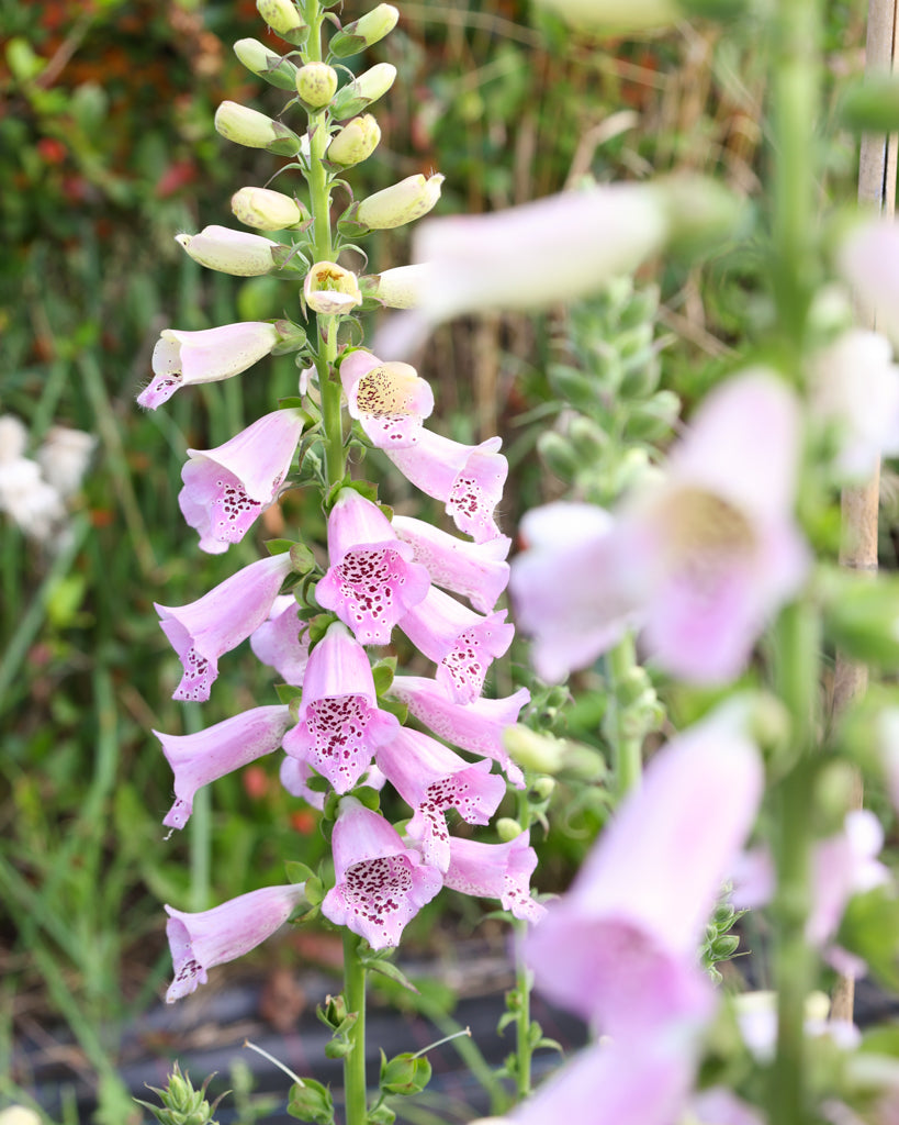 Nahaufnahme einer Blüterispe des Fingerhuts (Digitalis purpurea ‘Camelot Lavender’) in zartem Lavendel mit charakteristischen Blüten in Glockenform.