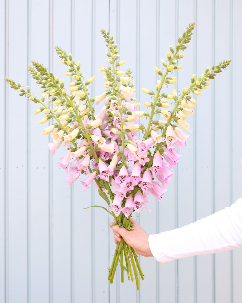 Fingerhut · 'Camelot Lavender' · Digitalis purpurea · Saatgut von Gartenzauber