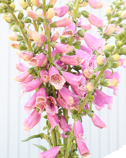 Fingerhut 'Dalmatian Rose' Saatgut – Staude online
