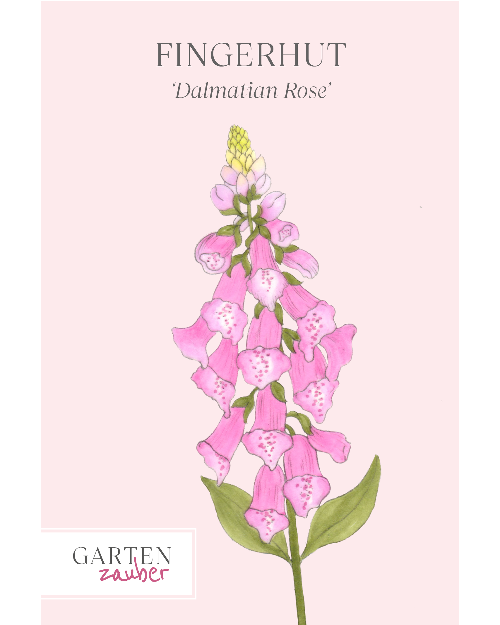 Vorderseite der Saatguttüte Fingerhut ‘Dalmatian Rose’ – Digitalis purpurea mit handgezeichneter Illustration der reichlich gefüllten, pfirsich-rosa Blüten aus der Gartenzauber-Saatgutserie.
