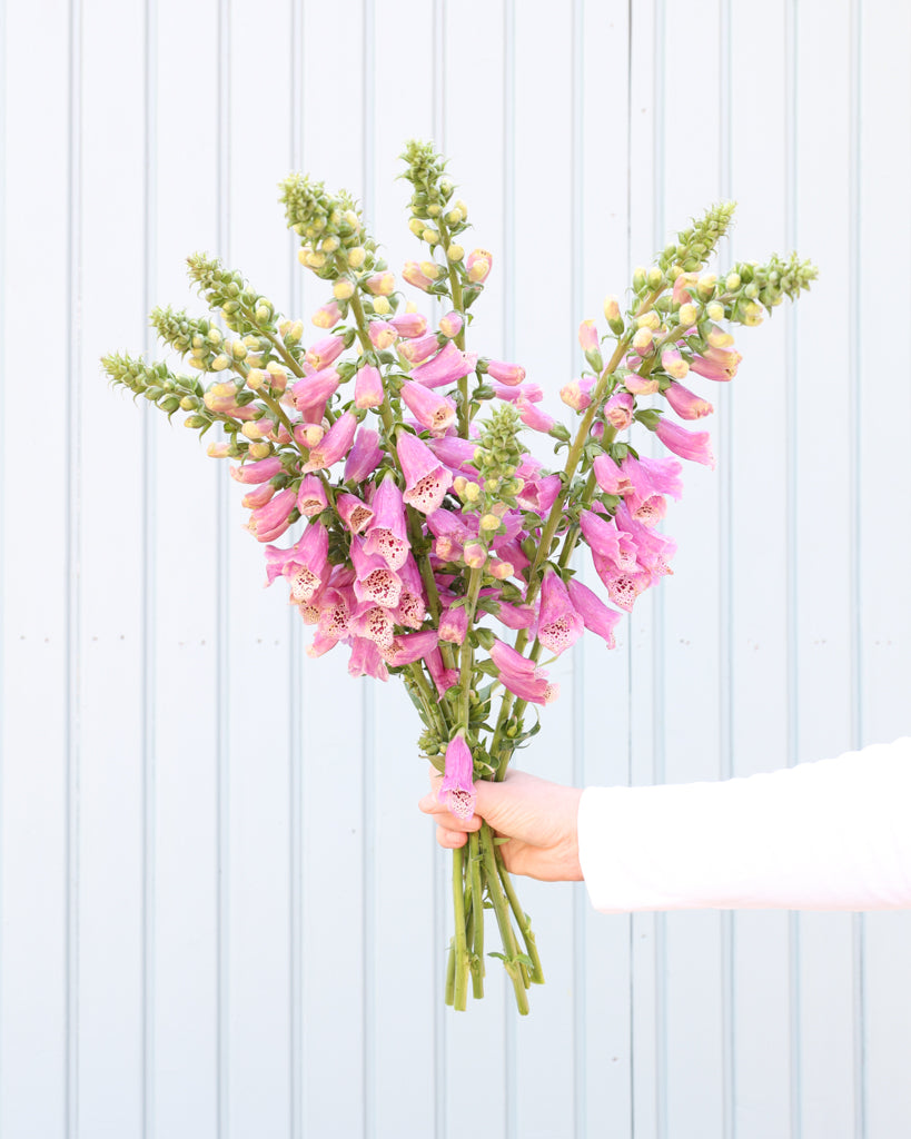 Mehrere Blütenrispen des Fingerhuts (Digitalis purpurea ‘Dalmatian Rose’) blühend in pfirsich-rosa Farbtönen als Strauß gehalten..