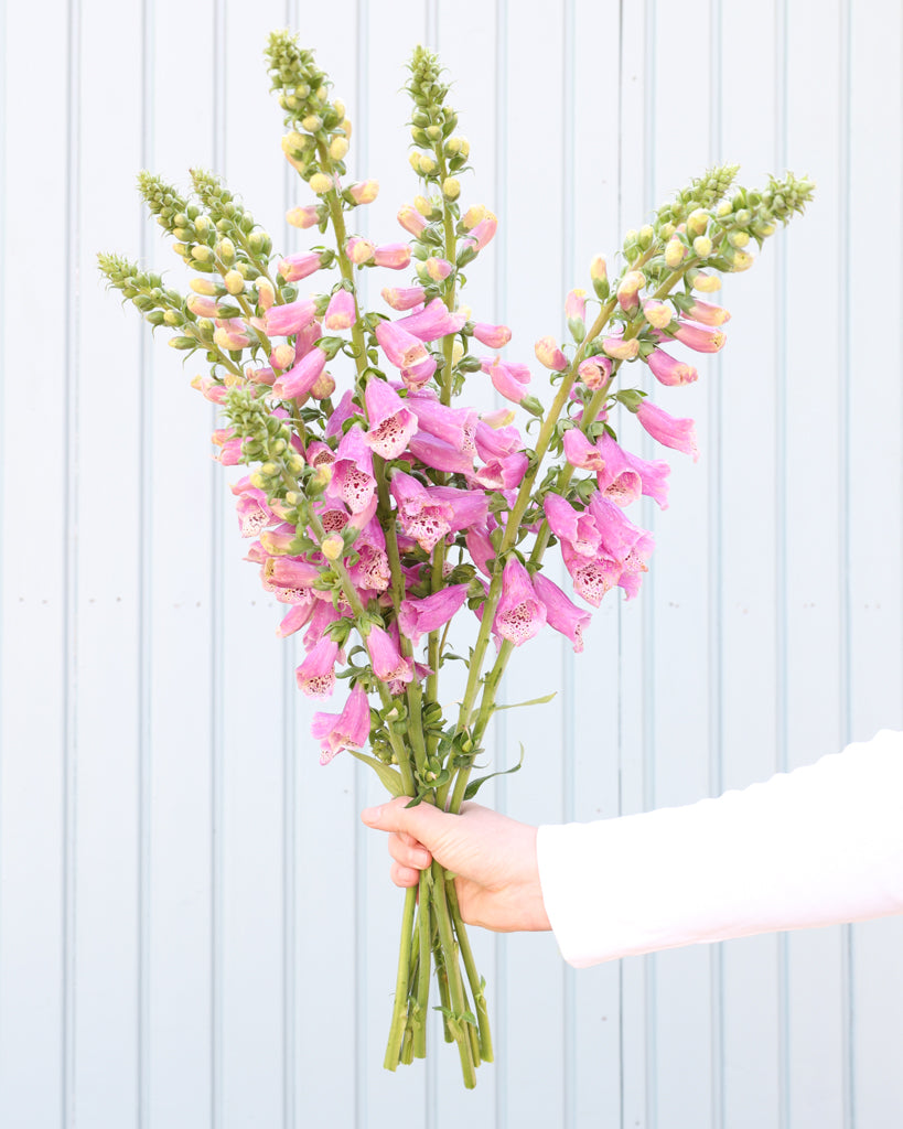 Mehrere Blütenrispen des Fingerhuts (Digitalis purpurea ‘Dalmatian Rose’) blühend in pfirsich-rosa Farbtönen als strauß gehalten.