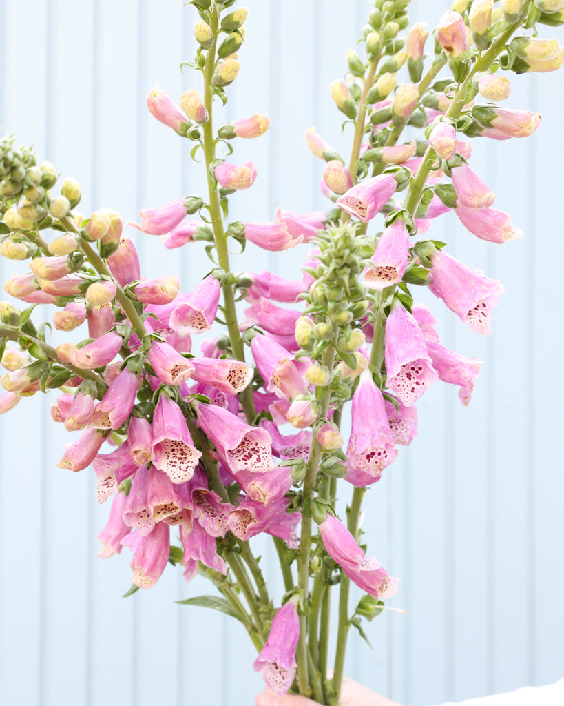 Mehrere Blütenrispen des Fingerhuts (Digitalis purpurea ‘Dalmatian Rose’) blühend in pfirsich-rosa Farbtönen.