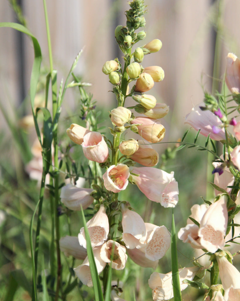 Fingergut dalmatian peach von Gartenzauber im Beet