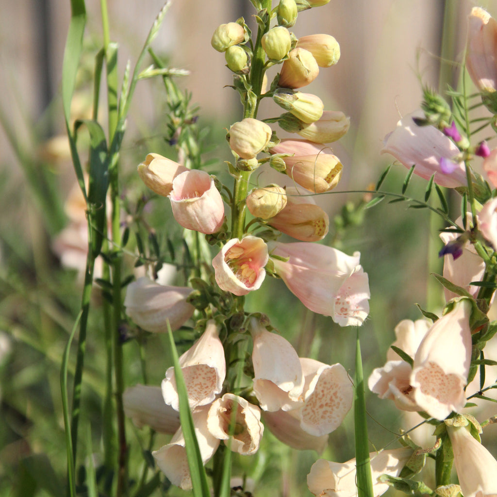 Foxglove - Digitalis purpurea 'Dalmatian Peach'