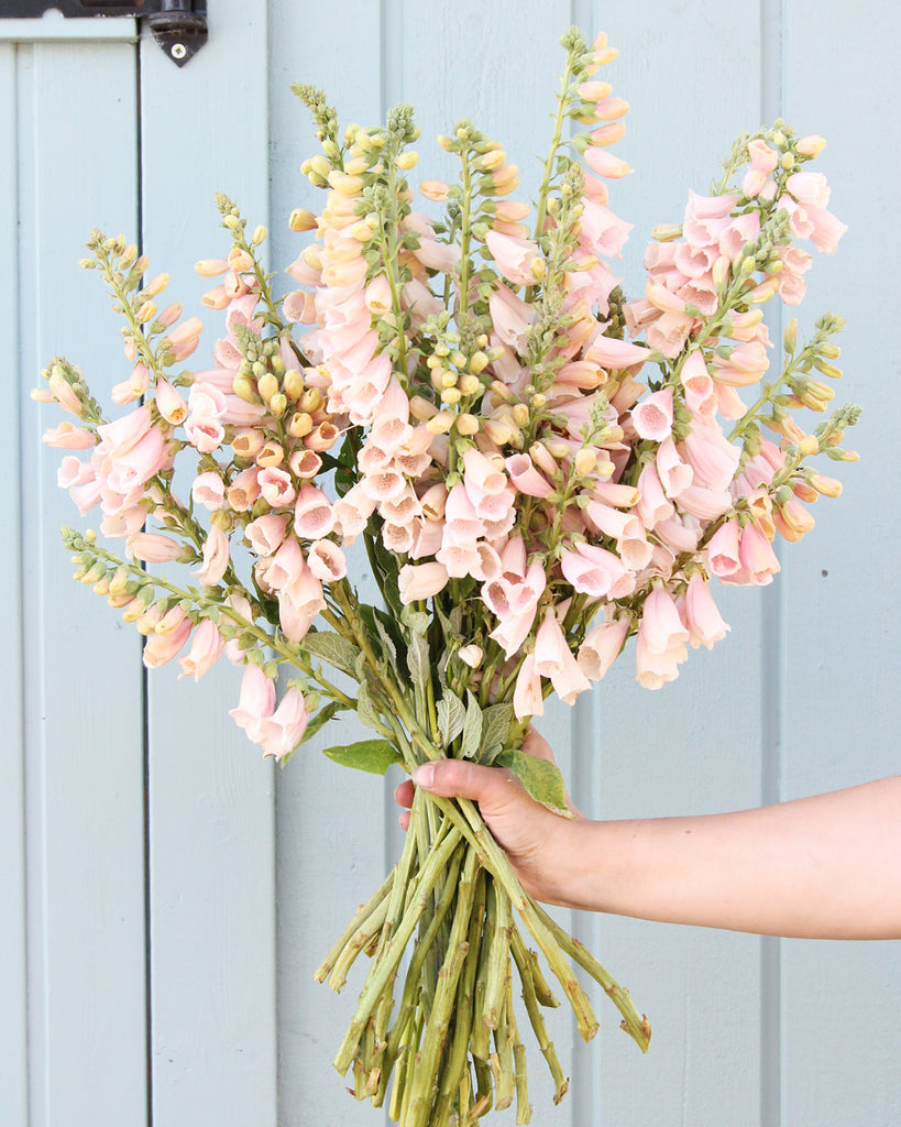 Blume Fingerhut - Digitalis purpurea 'Dalmatian Peach' aus der Gartenzauber-Saatgutserie