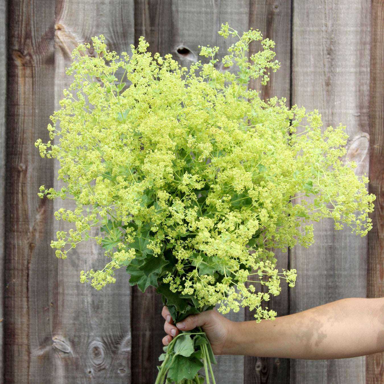 Bluehende Pflanze Frauenmantel Alchemilla mollis aus der Gartenzauber-Saatgutserie