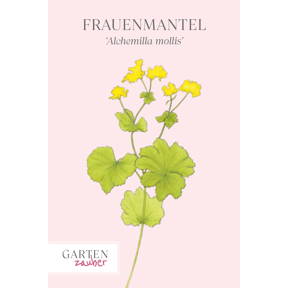 Vorderansicht Saatguttuete Frauenmantel Alchemilla mollis aus der Gartenzauber-Saatgutserie