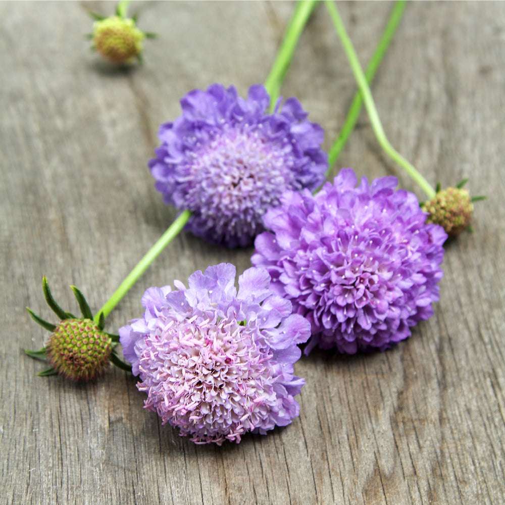 Bluehende Pflanze Gartenskabiose - Scabiosa atropurpurea 'Oxford Blue' aus der Gartenzauber-Saatgutserie