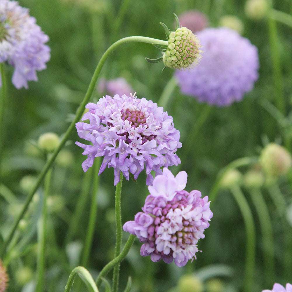 Bluehende Pflanze Gartenskabiose - Scabiosa atropurpurea 'Oxford Blue' aus der Gartenzauber-Saatgutserie