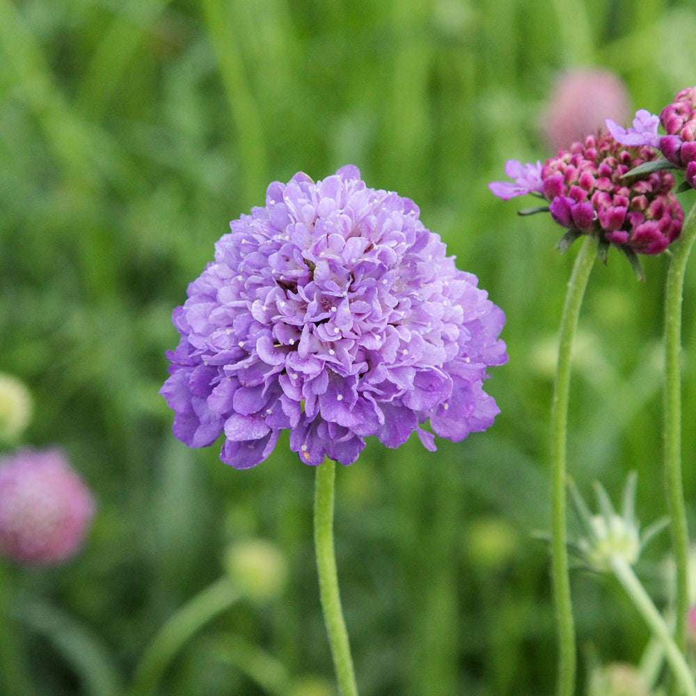 Bluehende Pflanze Gartenskabiose - Scabiosa atropurpurea 'Oxford Blue' aus der Gartenzauber-Saatgutserie
