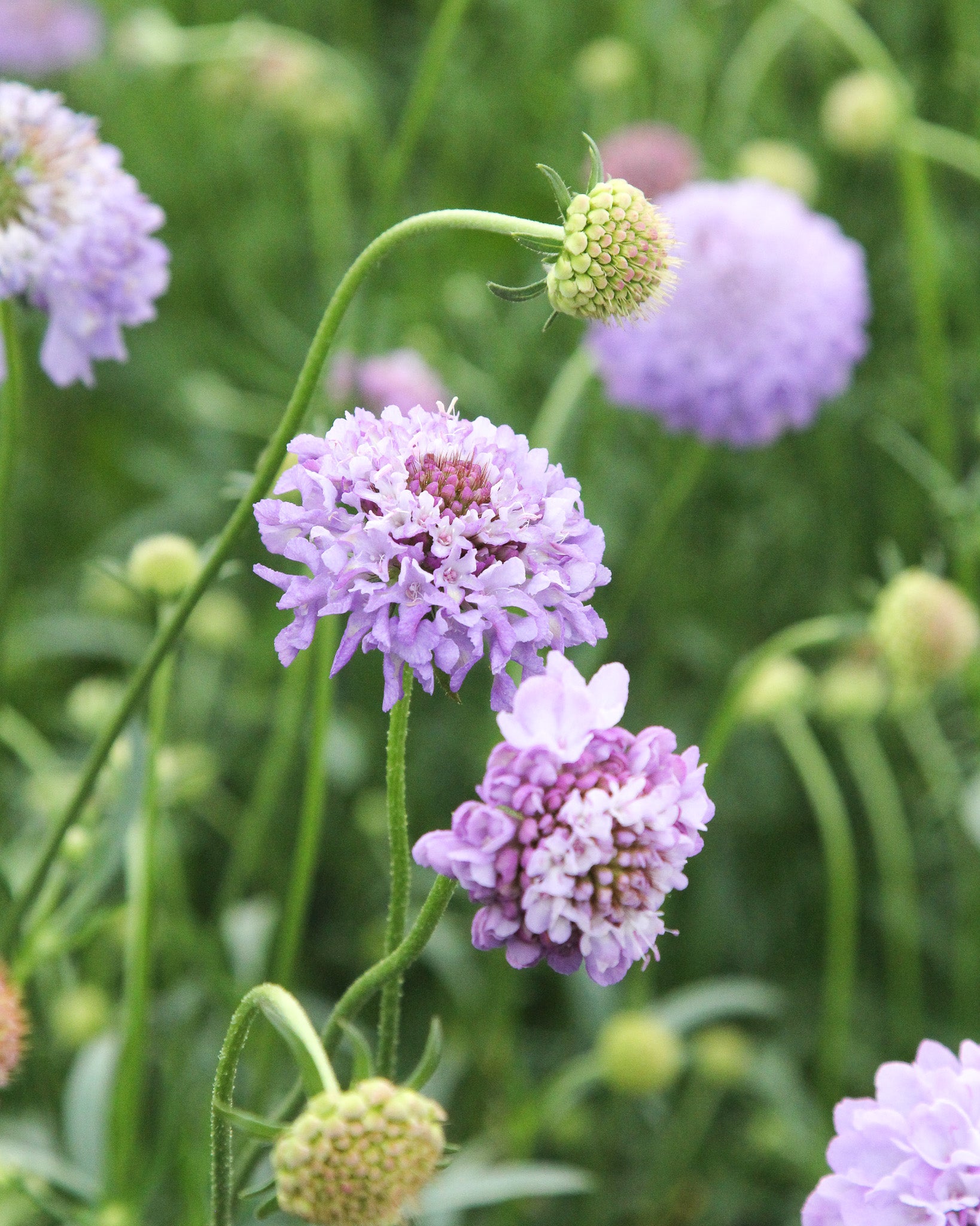 Blaue, gefranste Blüten der Gartenskabiose ‚Oxford Blue‘ als insektenfreundliche Sommerblume.