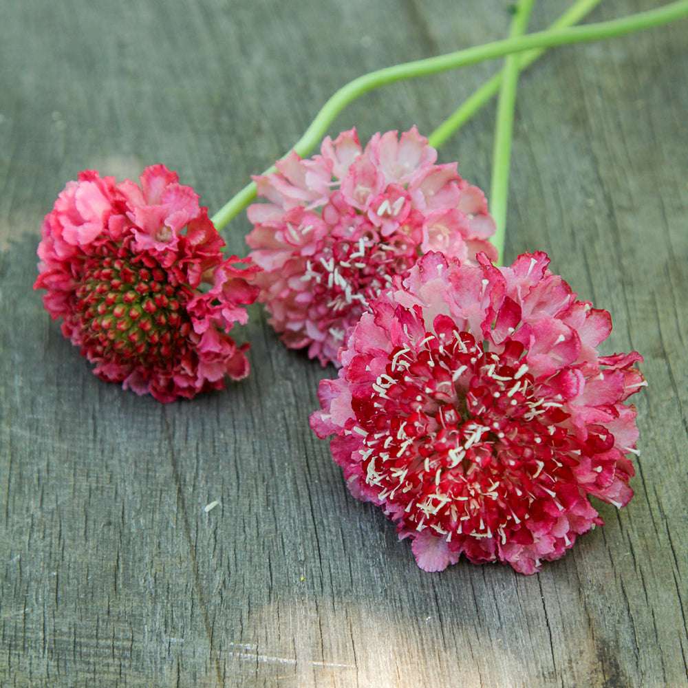 Bluehende Pflanze Gartenskabiose - Scabiosa atropurpurea 'Salmon Rose' aus der Gartenzauber-Saatgutserie