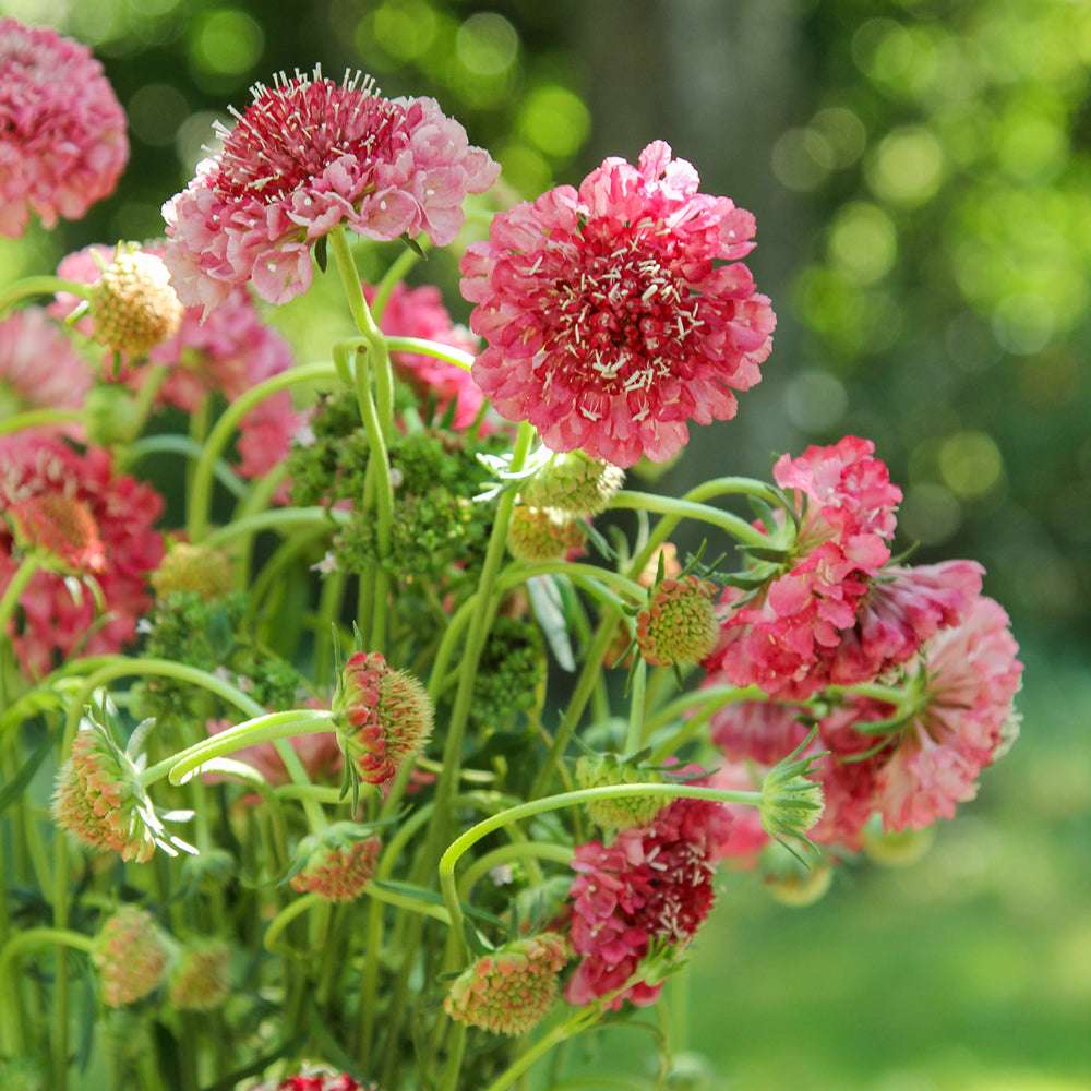 Bluehende Pflanze Gartenskabiose - Scabiosa atropurpurea 'Salmon Rose' aus der Gartenzauber-Saatgutserie