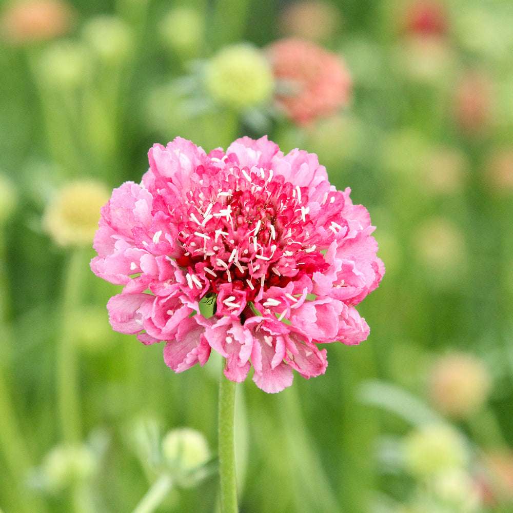 Bluehende Pflanze Gartenskabiose - Scabiosa atropurpurea 'Salmon Rose' aus der Gartenzauber-Saatgutserie