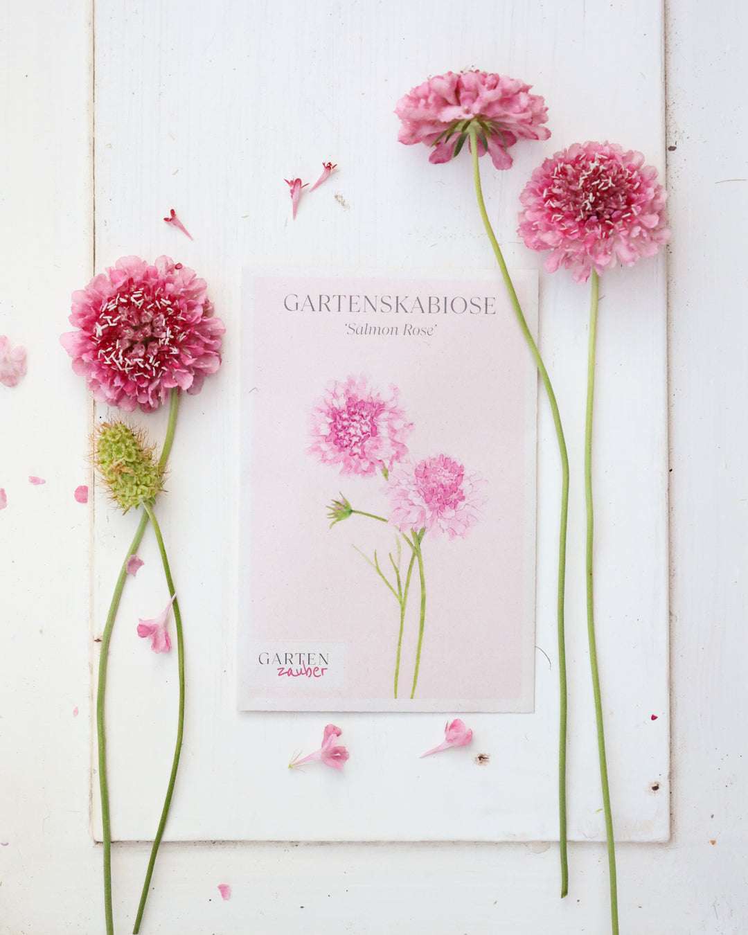 Gartenskabiose · 'Salmon Rose' · Scabiosa atropurpurea · Saatgut von Gartenzauber