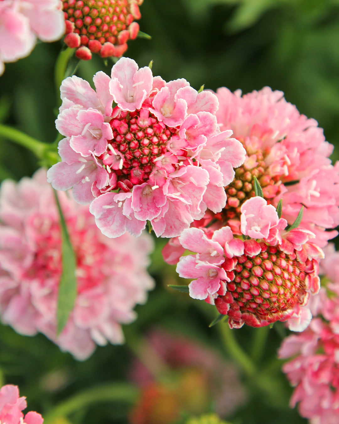 Bluehende Pflanze Gartenskabiose - Scabiosa atropurpurea 'Salmon Rose' aus der Gartenzauber-Saatgutserie