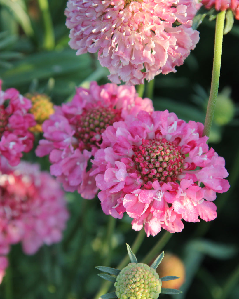 Lachsrosa Blüten der Gartenskabiose ‚Salmon Rose‘ mit gefranster Struktur, beliebt bei Insekten.