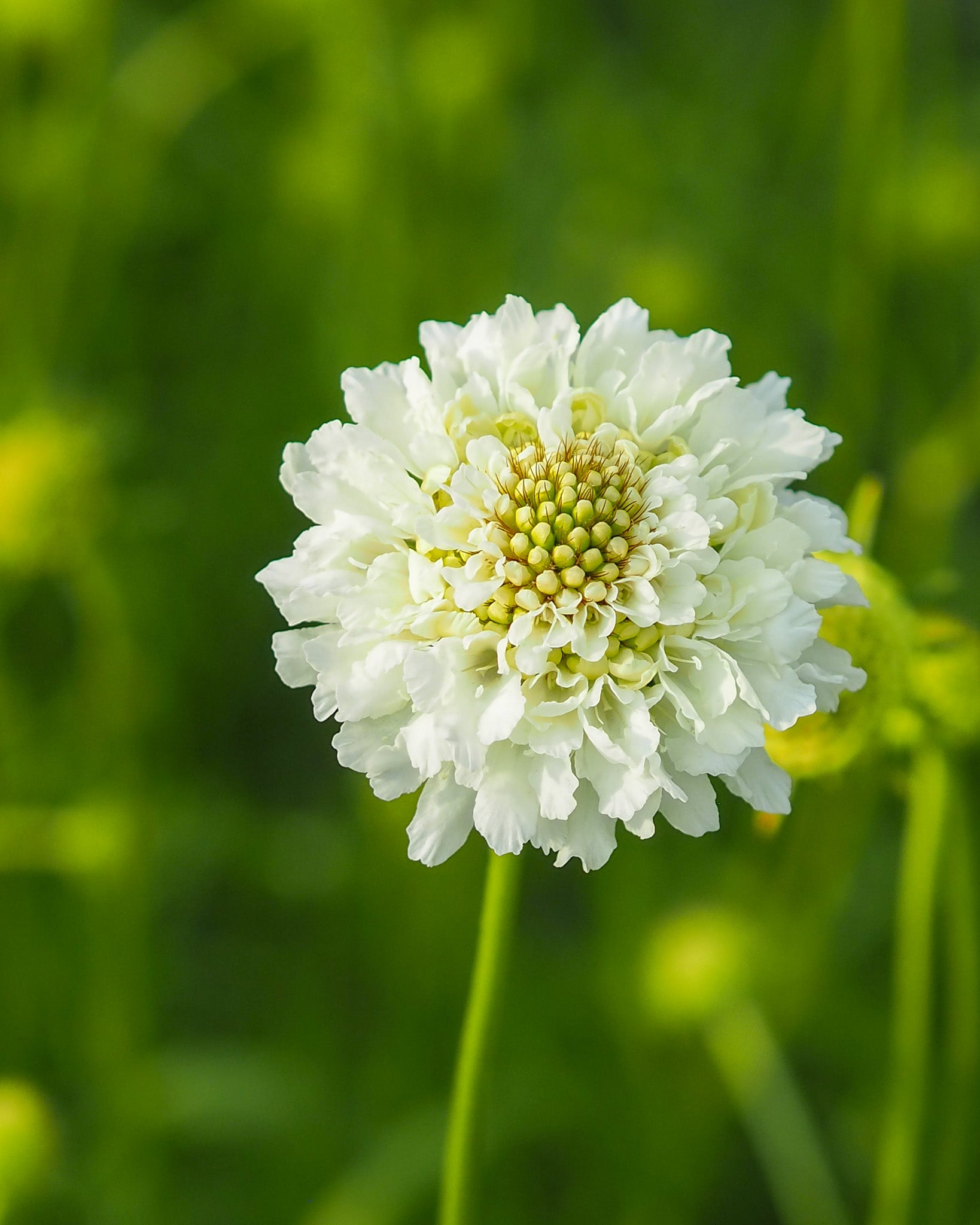 Weiße, gefranste Blüten der Gartenskabiose ‚Snowmaiden‘ mit zarter, luftiger Wirkung.