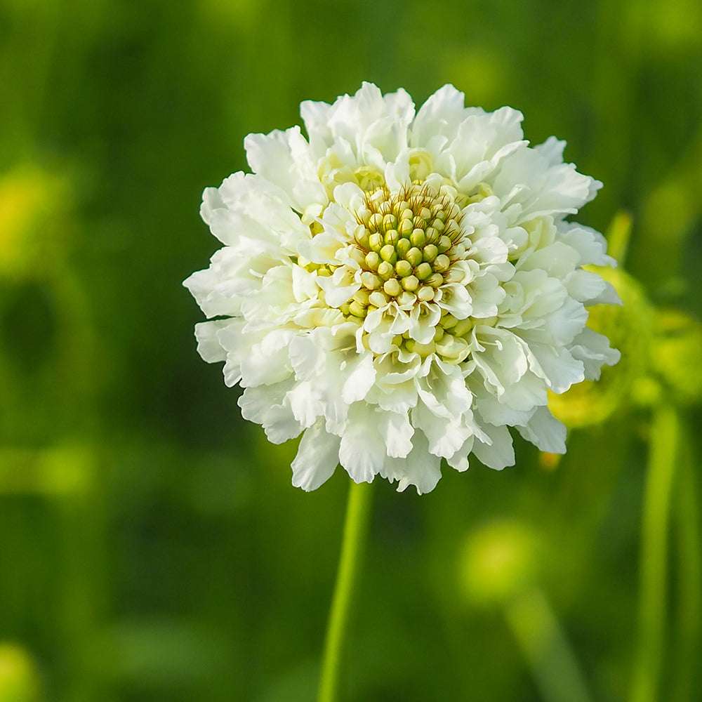 Bluehende Pflanze Gartenskabiose - Scabiosa atropurpurea 'Snowmaiden' aus der Gartenzauber-Saatgutserie