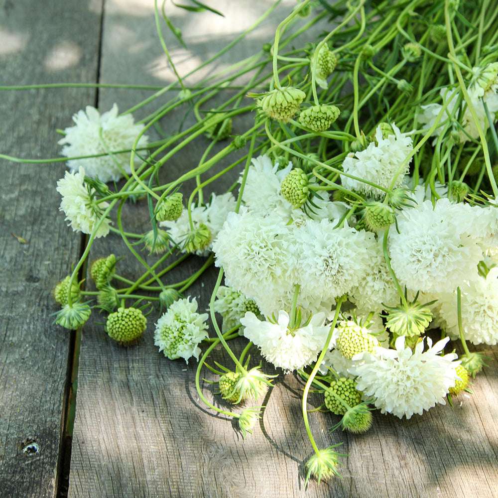 Bluehende Pflanze Gartenskabiose - Scabiosa atropurpurea 'Snowmaiden' aus der Gartenzauber-Saatgutserie
