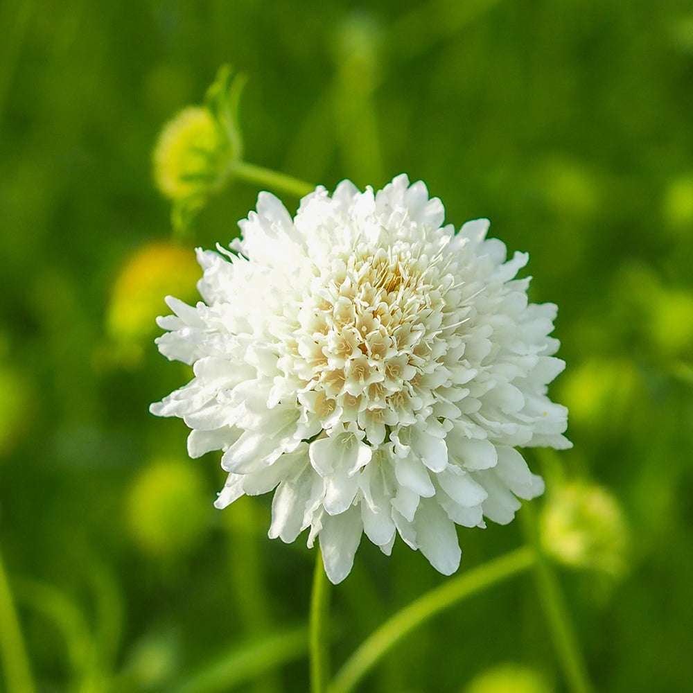 Bluehende Pflanze Gartenskabiose - Scabiosa atropurpurea 'Snowmaiden' aus der Gartenzauber-Saatgutserie