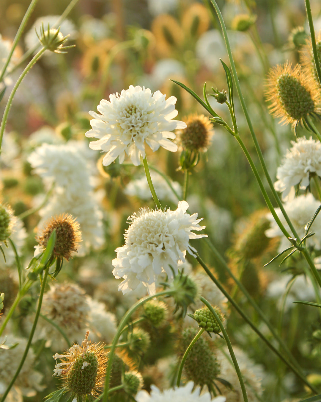 Bluehende Pflanze Gartenskabiose - Scabiosa atropurpurea 'Snowmaiden' aus der Gartenzauber-Saatgutserie
