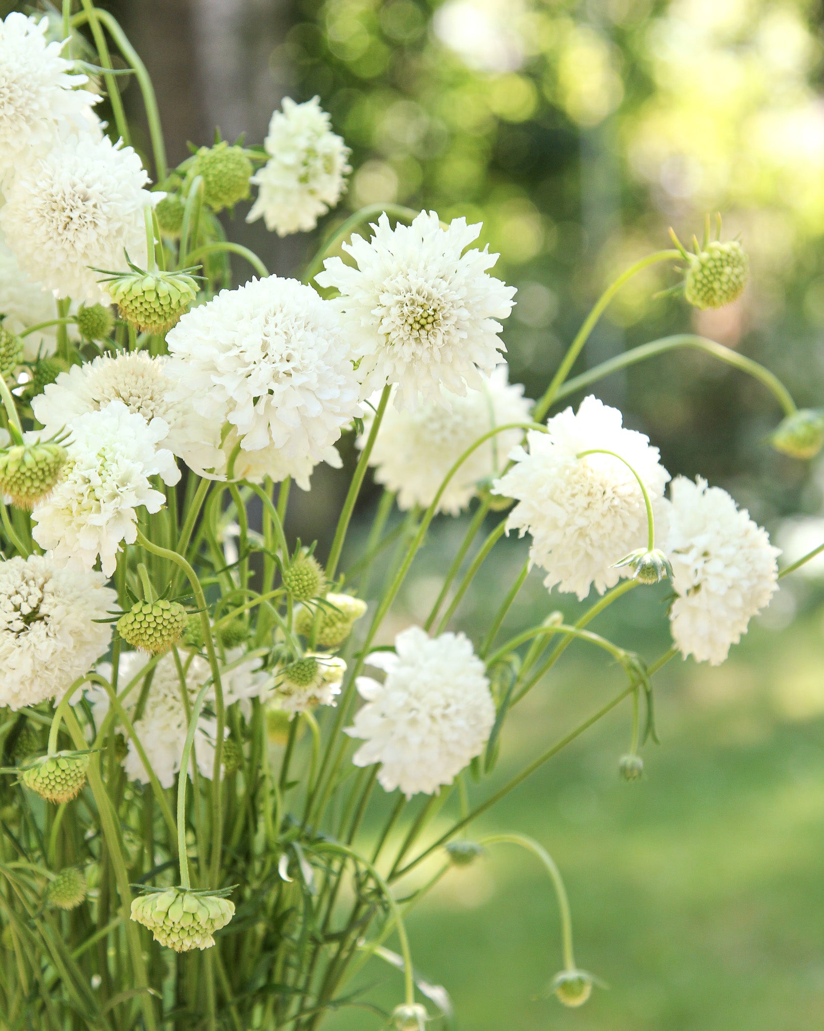 Reinweiße, gefranste Blüten der Gartenskabiose ‚Snowmaiden‘ mit eleganter Leichtigkeit.