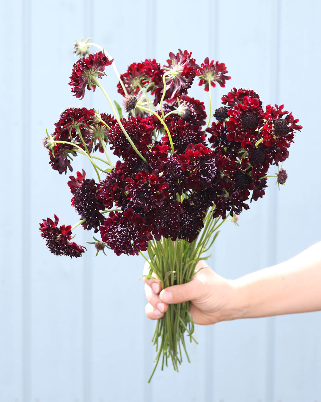 Tief dunkelviolette Blüten der Gartenskabiose ‚Black Knight‘ mit markanter, samtiger Wirkung.