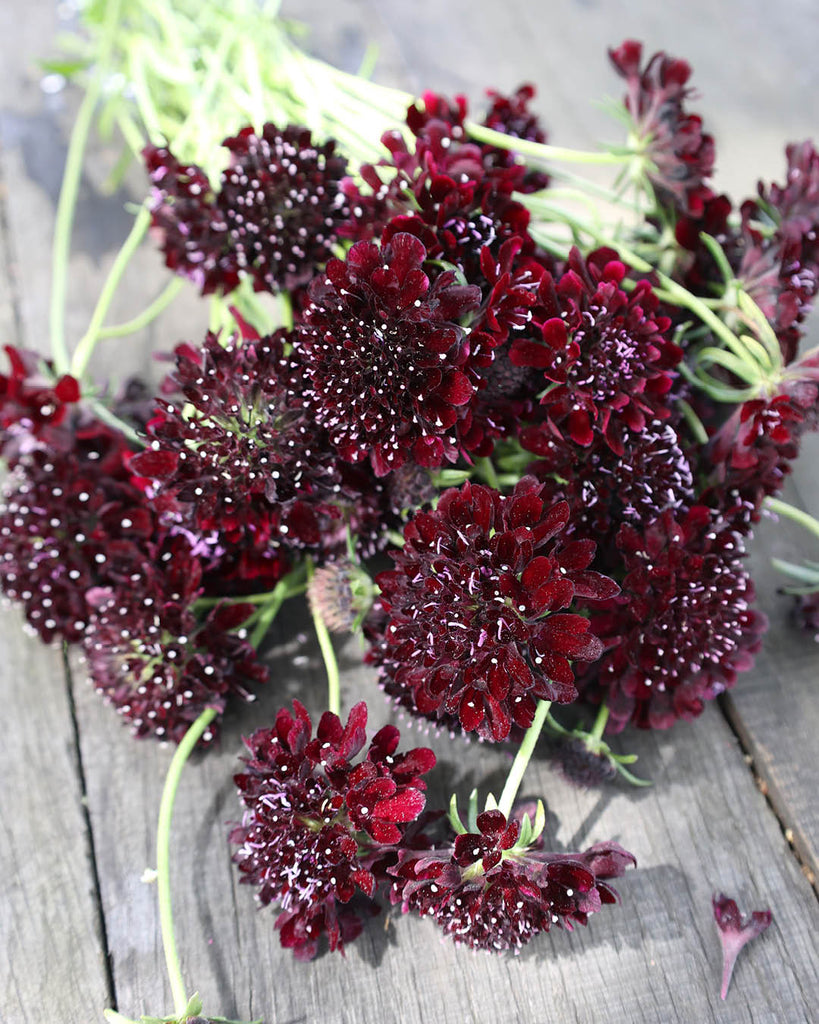 Garden scabiosa - Scabiosa atropurpurea 'Black Night'