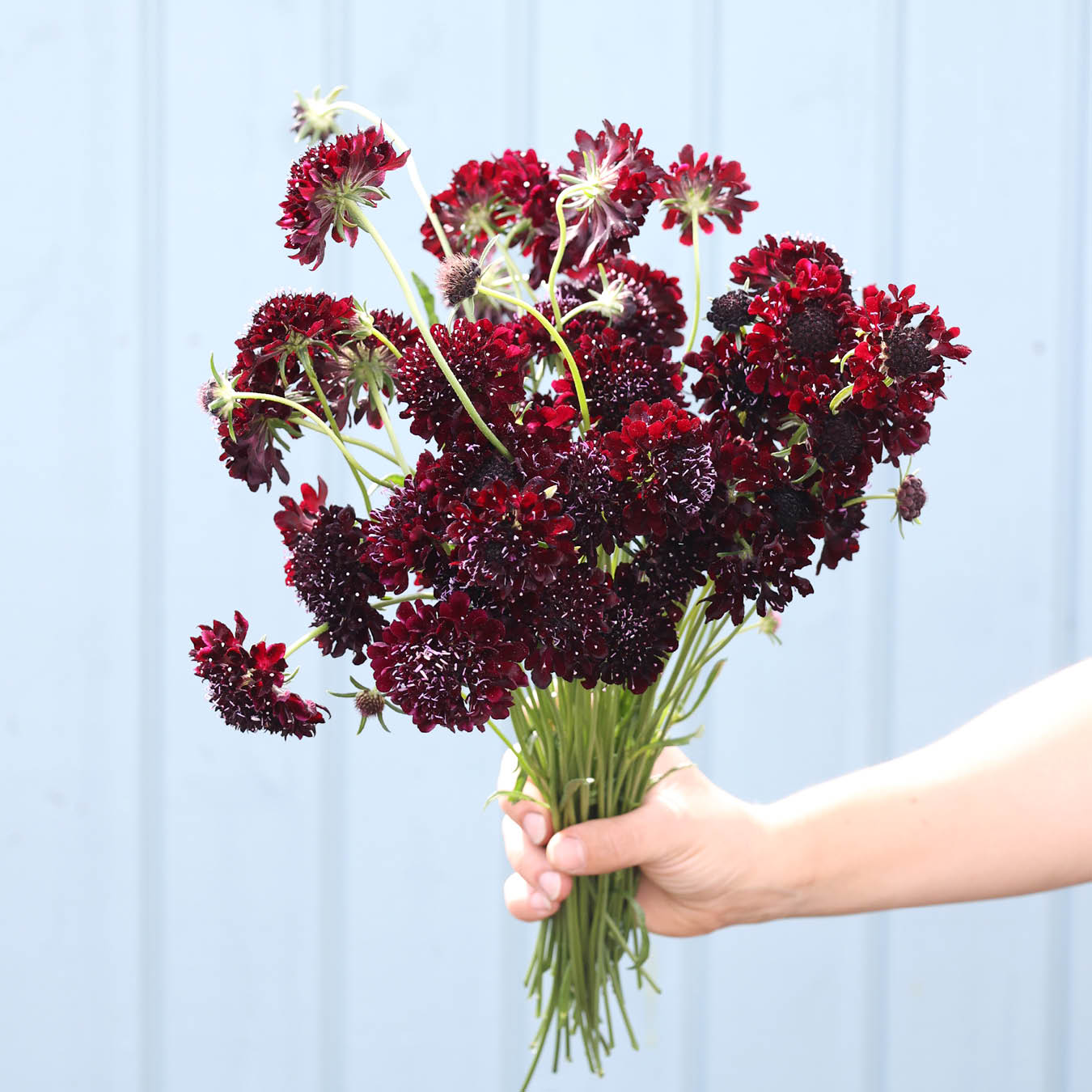 Gartenskabiose · 'Black Knight' · Scabiosa atropurpurea · Saatgut von Gartenzauber