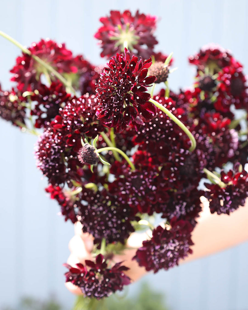 Garden scabiosa - Scabiosa atropurpurea 'Black Night'