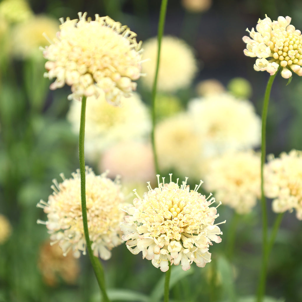 Bluehende Pflanze Gartenskabiose 'Fata Morgana' Scabiosa atropurpurea aus der Gartenzauber-Saatgutserie