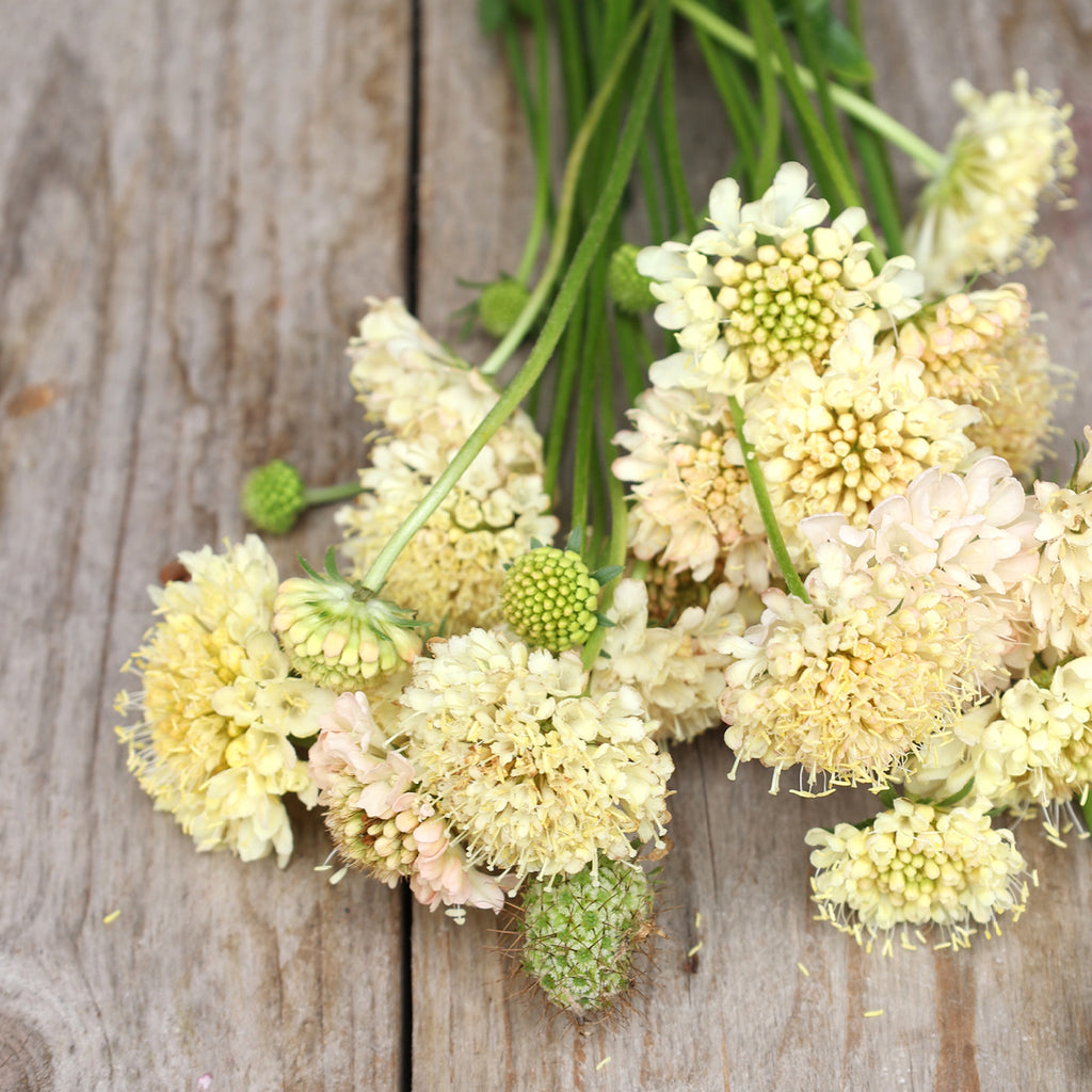 Bluehende Pflanze Gartenskabiose 'Fata Morgana' Scabiosa atropurpurea aus der Gartenzauber-Saatgutserie