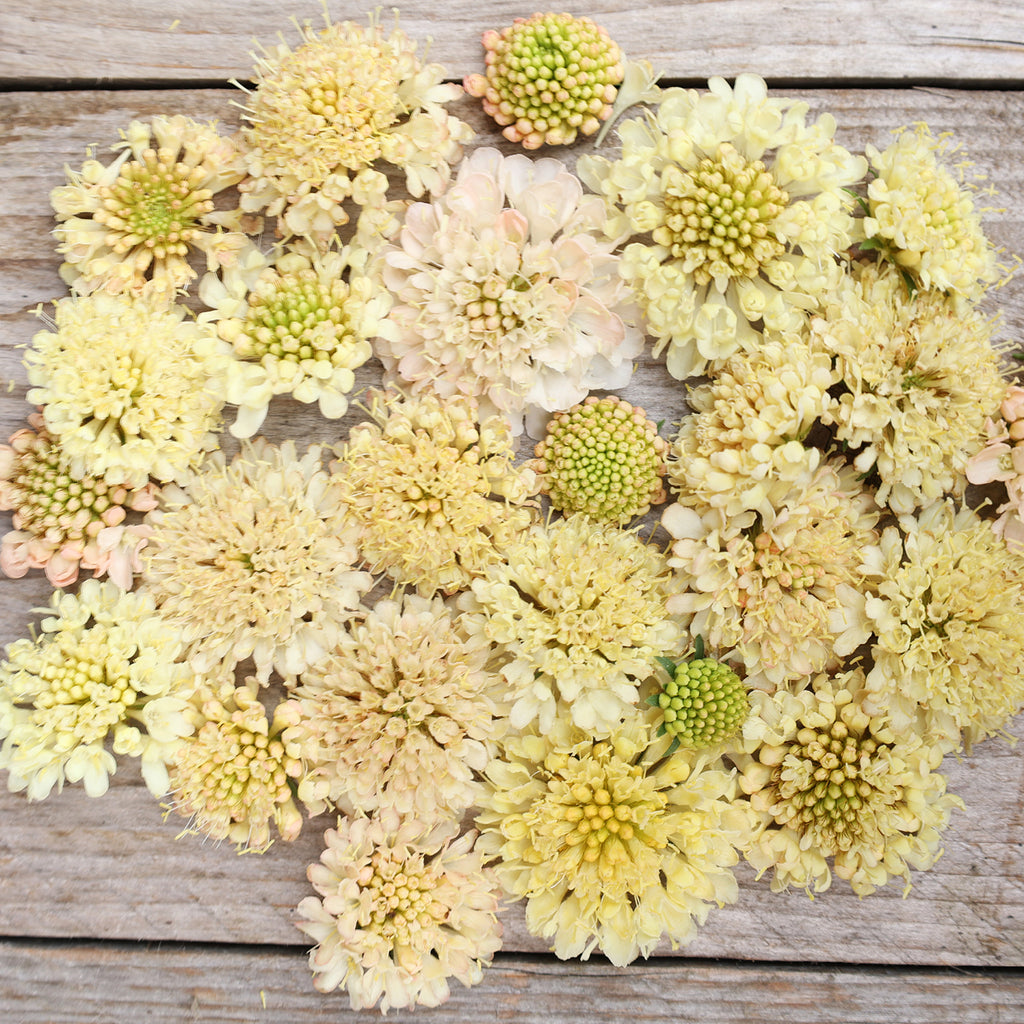 Bluehende Pflanze Gartenskabiose 'Fata Morgana' Scabiosa atropurpurea aus der Gartenzauber-Saatgutserie