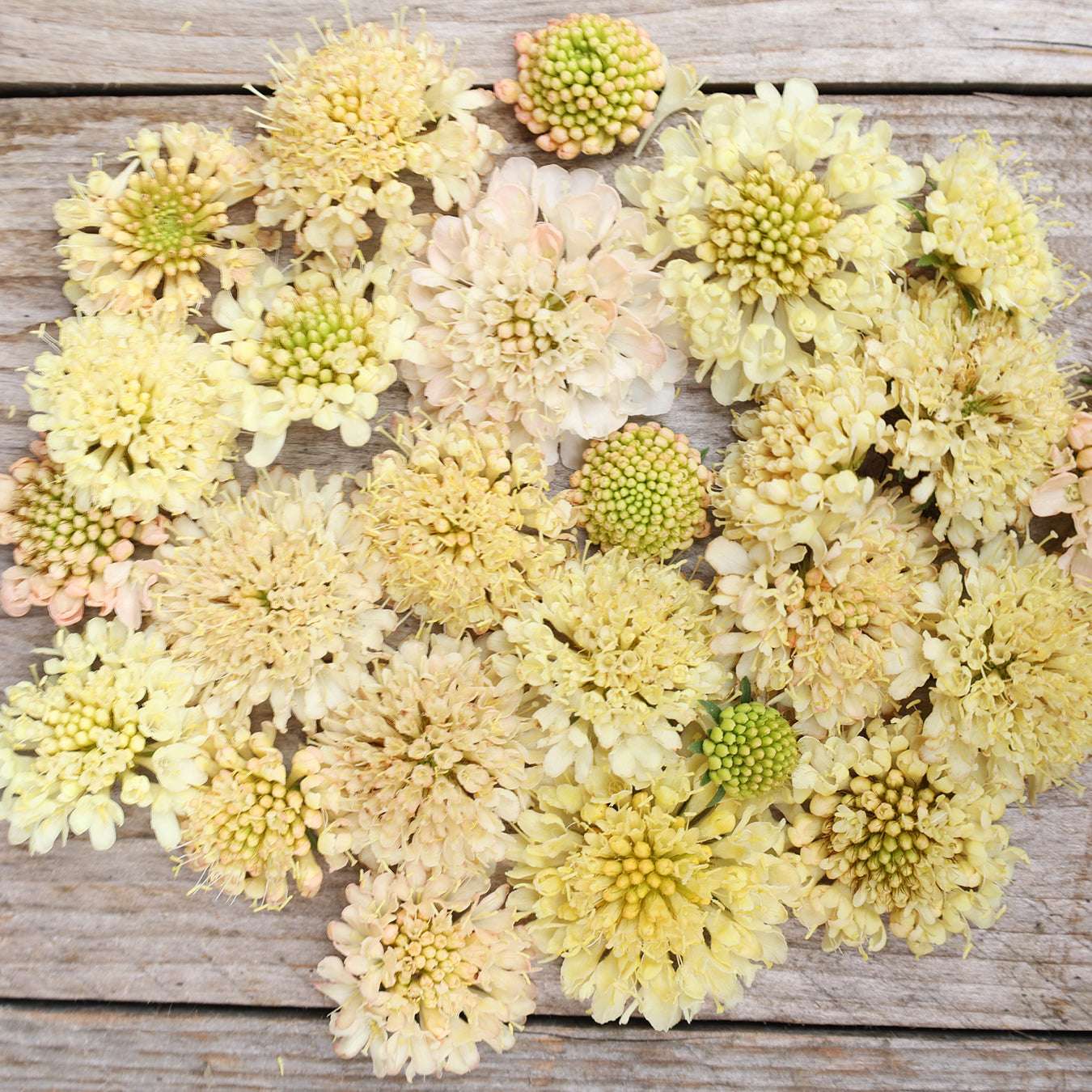 Bluehende Pflanze Gartenskabiose 'Fata Morgana' Scabiosa atropurpurea aus der Gartenzauber-Saatgutserie