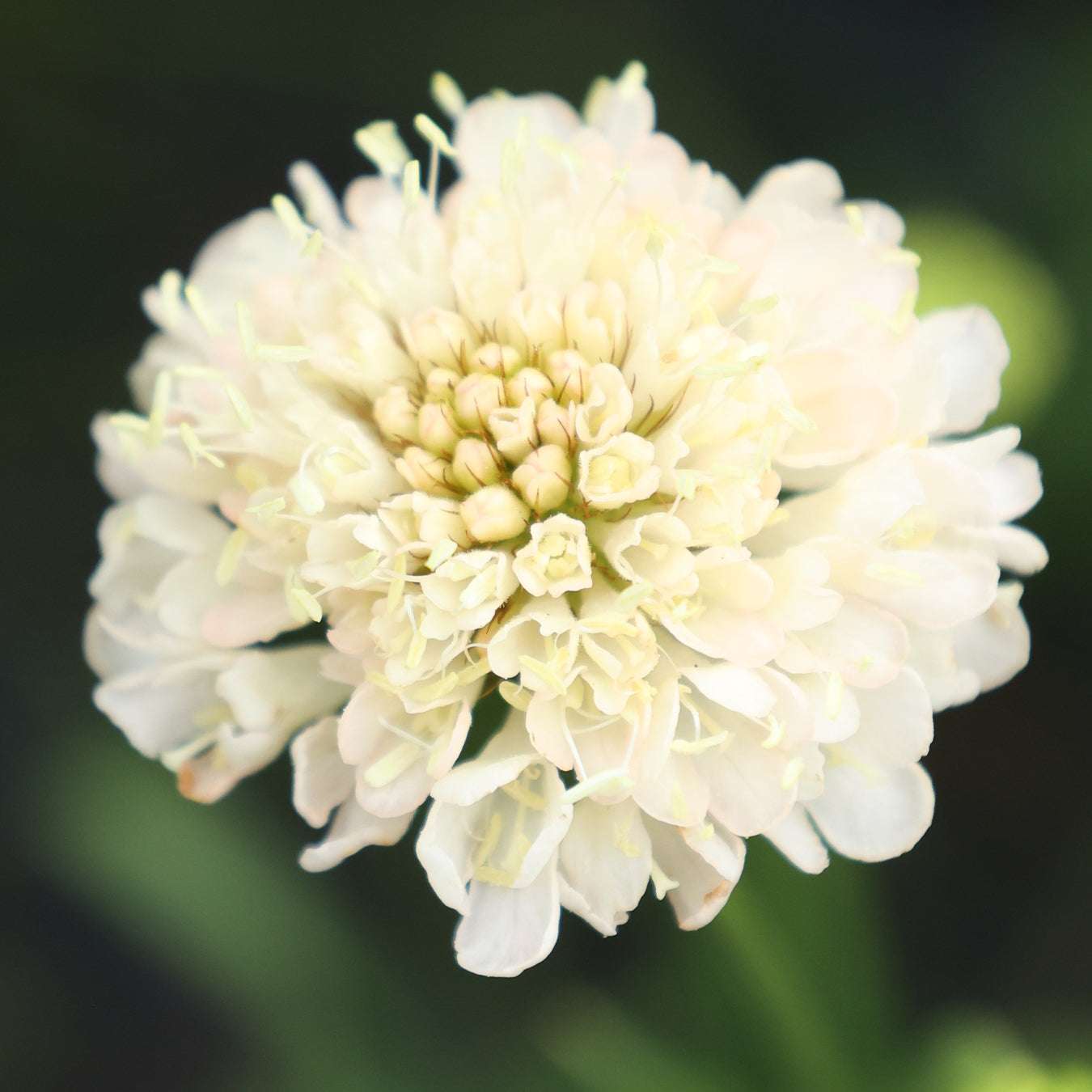 Bluehende Pflanze Gartenskabiose 'Fata Morgana' Scabiosa atropurpurea aus der Gartenzauber-Saatgutserie