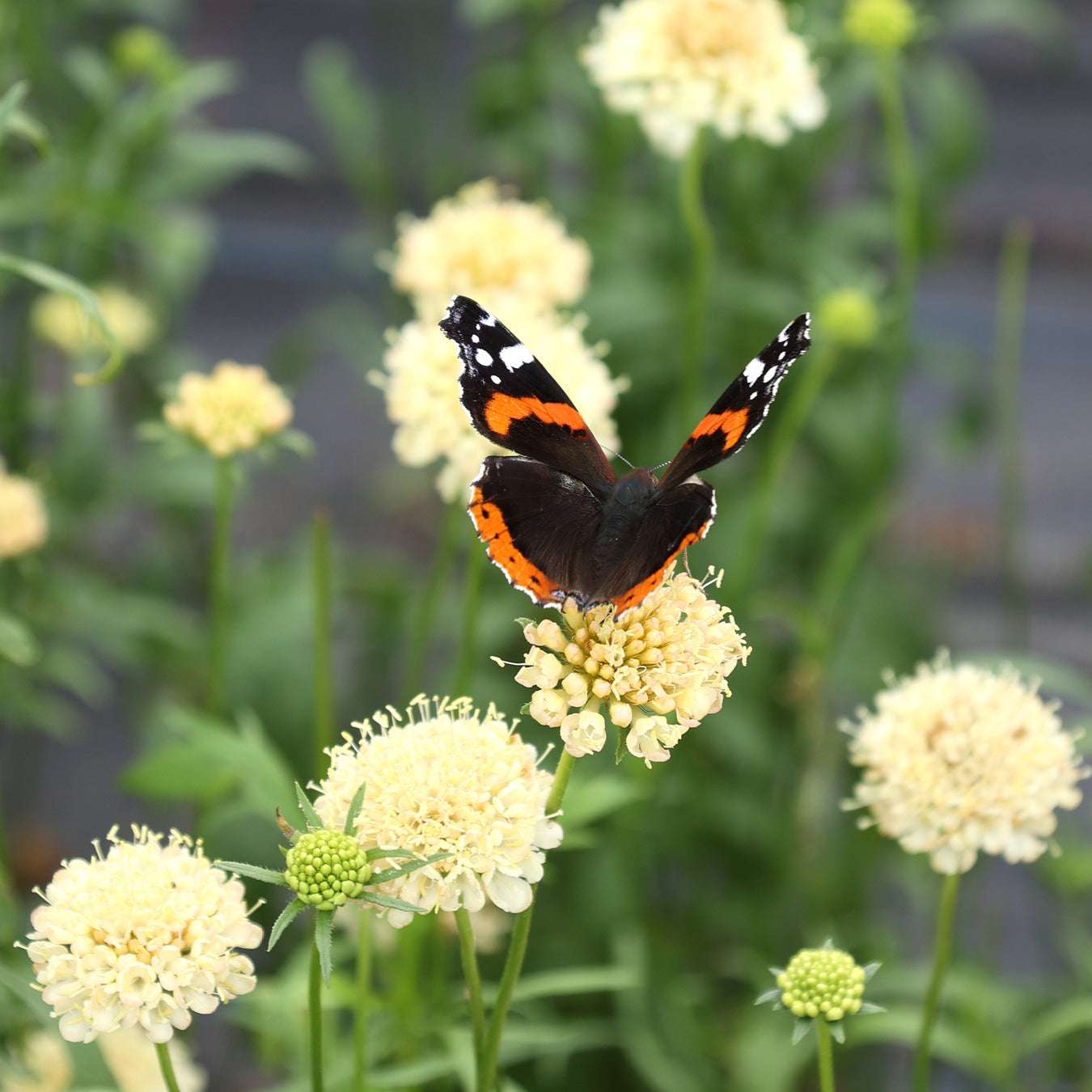 Bluehende Pflanze Gartenskabiose 'Fata Morgana' Scabiosa atropurpurea aus der Gartenzauber-Saatgutserie