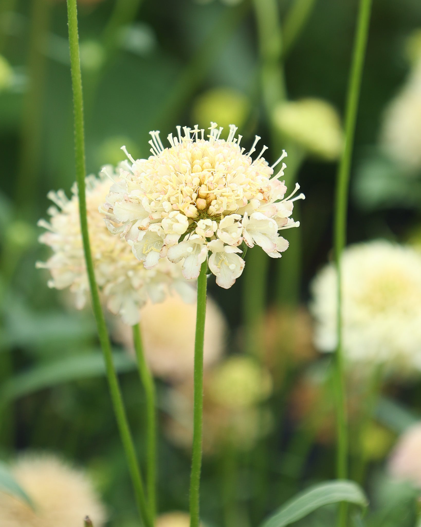 Zart violette, gefranste Blüten der Gartenskabiose ‚Fata Morgana‘, insektenfreundliche Sommerblume.