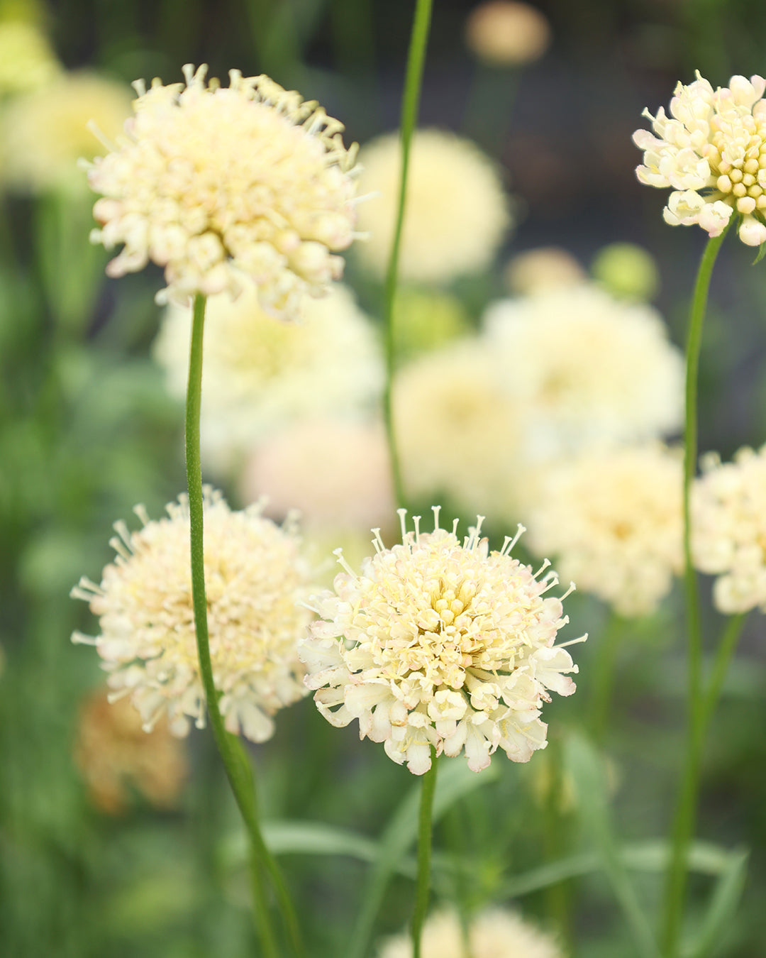 Bluehende Pflanze Gartenskabiose 'Fata Morgana' Scabiosa atropurpurea aus der Gartenzauber-Saatgutserie
