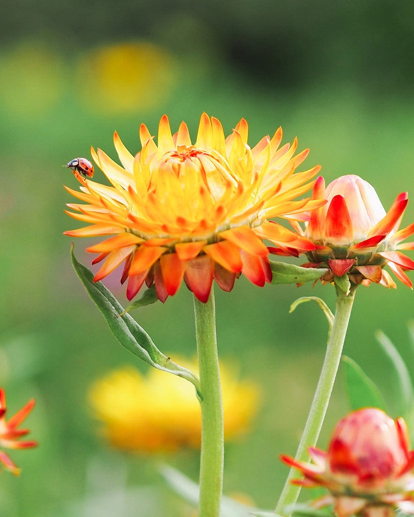 Bluehende Pflanze Gartenstrohblume - Helichrysum bracteatum `Orange` aus der Gartenzauber-Saatgutserie