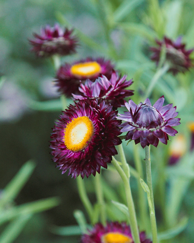 Bluehende Strohblume aus der Gartenzauber-Saatgutserie