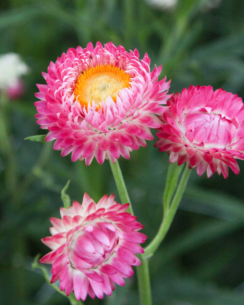 Bluehende Pflanze Gartenstrohblume - Helichrysum bracteatum `Rose` aus der Gartenzauber-Saatgutserie